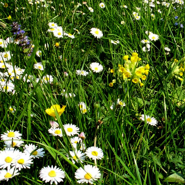 Zertifizierte Mischung Blumen-Kräuter-Klimarasen 1 kg