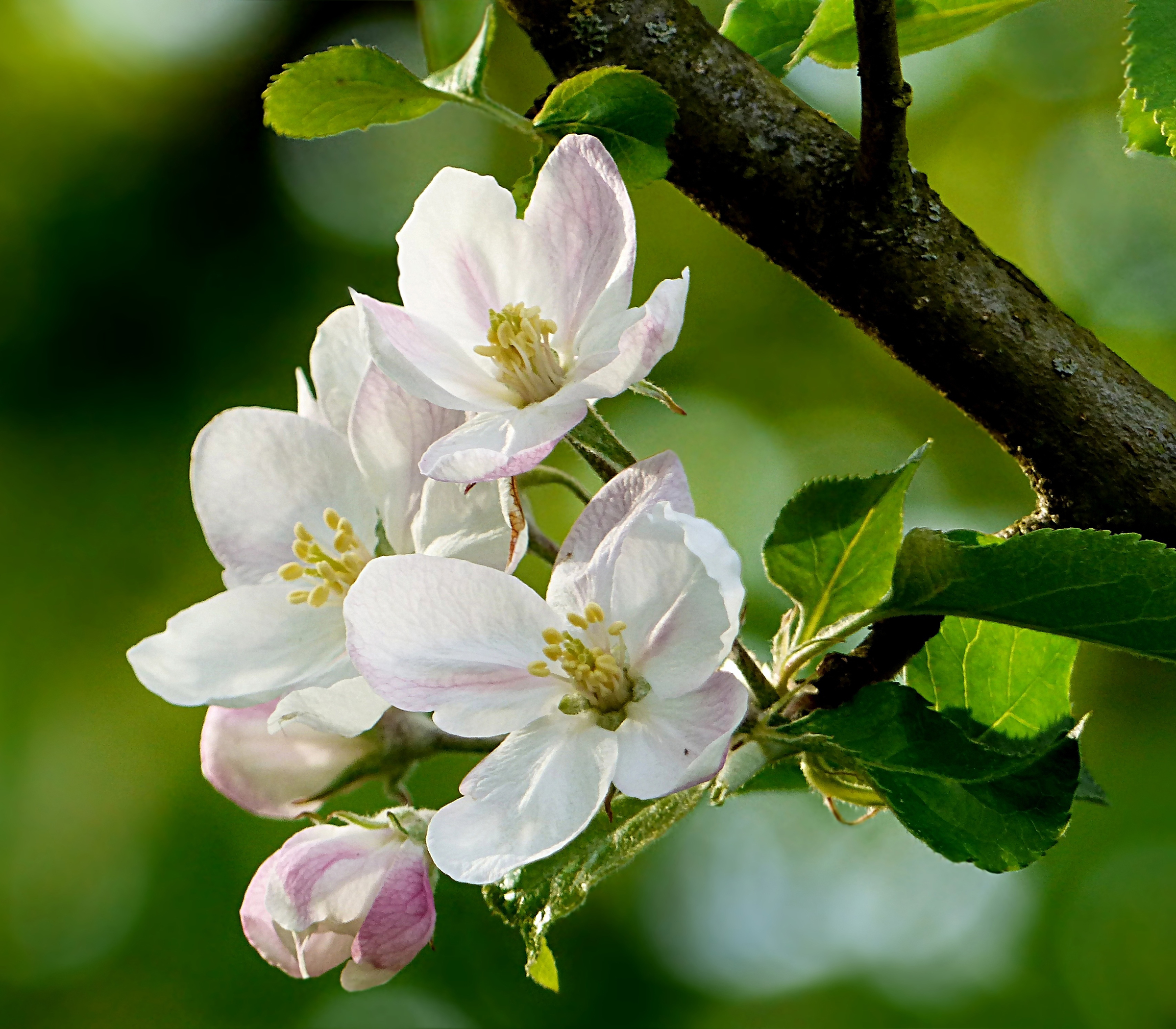 Ветка яблони. Яблоня Лесная. Яблоневый цвет Malus. Яблоня Лесная семена. Яблоня Ураюл.